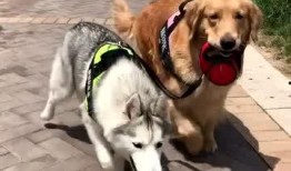 狗狗最新爆料视频播放网站,揭秘热门视频网站幕后故事