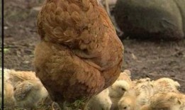 傻儿司令八哥爆料视频大全,揭秘幕后真相与趣味瞬间