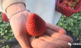 娱乐吃瓜酱草莓视频,娱乐吃瓜酱带你揭秘娱乐圈幕后故事