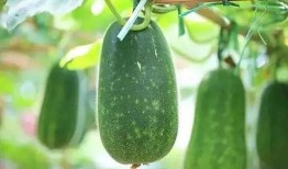 被人吃瓜的网红有哪些,盘点那些被热议的“瓜王”