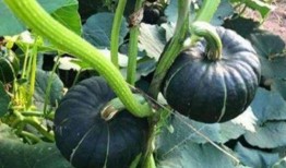 被人吃瓜的网红有哪些,盘点那些被热议的“瓜王”