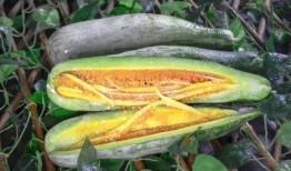 网红吃瓜资源分享,揭秘热门事件幕后真相