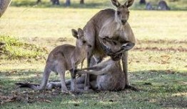 爆料袋鼠妈妈视频下载免费,免费下载感动视频