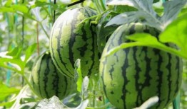 吃瓜聚集地免费,揭秘热门话题背后的真相与趣味