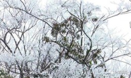 爆料新余下雪的视频,银装素裹，冬日美景如画”