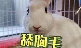 网红兔兔抖音吃瓜,趣味横生引网友热议