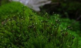 苔藓在线观看,探索自然之美