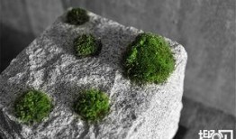 苔藓在线观看,探索自然之美