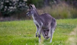 爆料袋鼠妈妈视频下载免费,免费下载感动视频