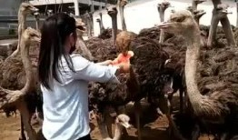 鸵鸟吃瓜视频在线观看免费,鸵鸟吃瓜萌态十足，萌趣视频引网友热议