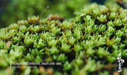 苔藓在线观看,探索自然之美