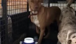 狗狗最新爆料视频播放网站,揭秘热门视频网站幕后故事