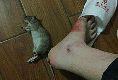 最新爆料老鼠事件视频,惊曝老鼠横行！最新视频揭露惊人真相