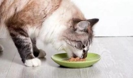 微密猫吃瓜网红,揭秘网红圈幕后故事