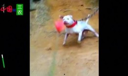 狗狗最新爆料视频播放网站,揭秘热门视频网站幕后故事