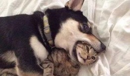 二狗爆料梦幻小柒视频,二狗爆料背后的惊人真相