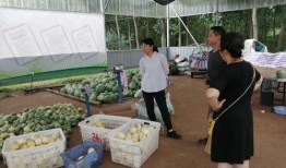武汉吃瓜最新事件爆料新闻,揭秘幕后真相与网络热议