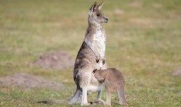 爆料袋鼠妈妈视频下载免费,免费下载感动视频