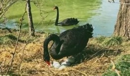 黑天鹅之前的爆料视频,独家爆料视频深度解析