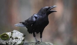 乌鸦最新爆料,揭秘娱乐圈惊天大事件！