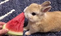 娱乐吃瓜兔子视频,揭秘娱乐圈幕后故事