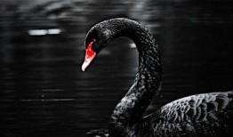 黑天鹅之前的爆料视频,独家爆料视频深度解析