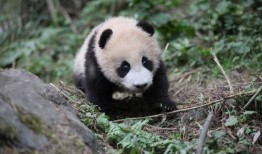 爆料熊猫事件视频播放下载,揭秘网络爆料的背后真相